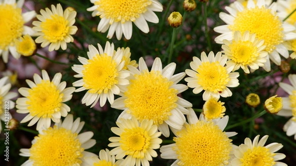 Fototapeta 商用で使える花の写真