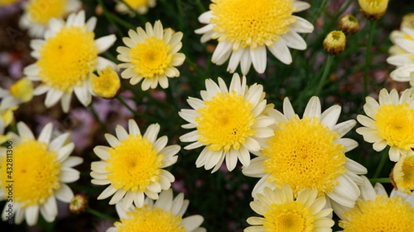 Fototapeta 商用で使える花の写真