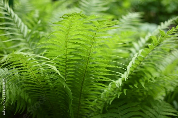 Obraz Young fern leaves in the wild
