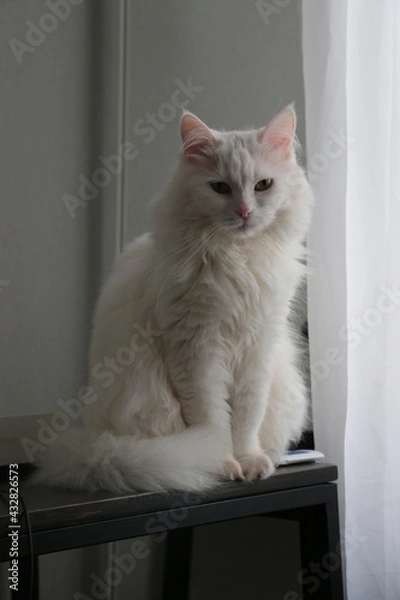 Fototapeta cat on the window