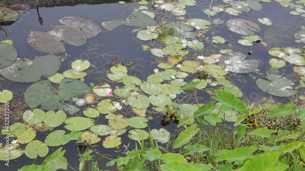 Obraz frog on the water