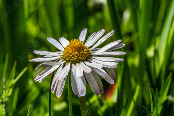 Obraz daisy flower