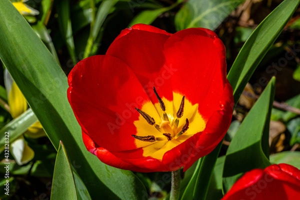 Obraz red flower macro.