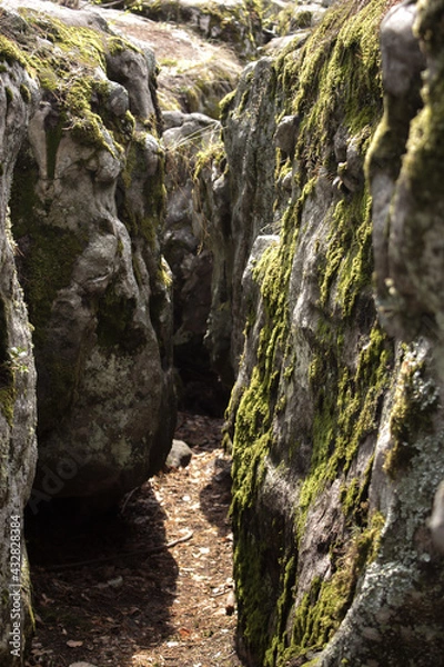 Fototapeta Beautiful view of huge pine trees in a forest with moss covered boulders. Rachaiskiy Alps, Samara