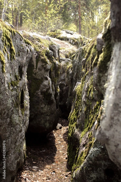 Fototapeta Beautiful view of huge pine trees in a forest with moss covered boulders. Rachaiskiy Alps, Samara