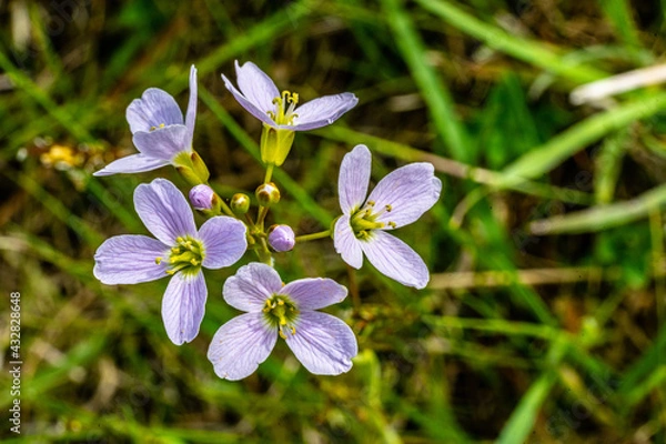 Obraz small spring flowers.