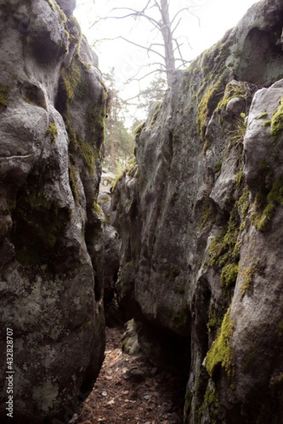 Fototapeta Beautiful view of huge pine trees in a forest with moss covered boulders. Rachaiskiy Alps, Samara