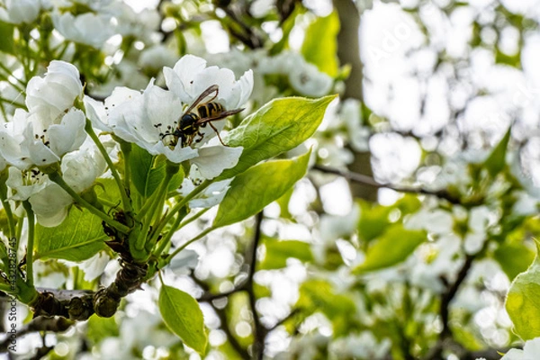 Obraz Bee and blooming tree