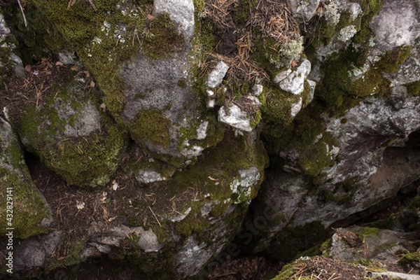 Fototapeta Beautiful view of huge pine trees in a forest with moss covered boulders. Rachaiskiy Alps, Samara