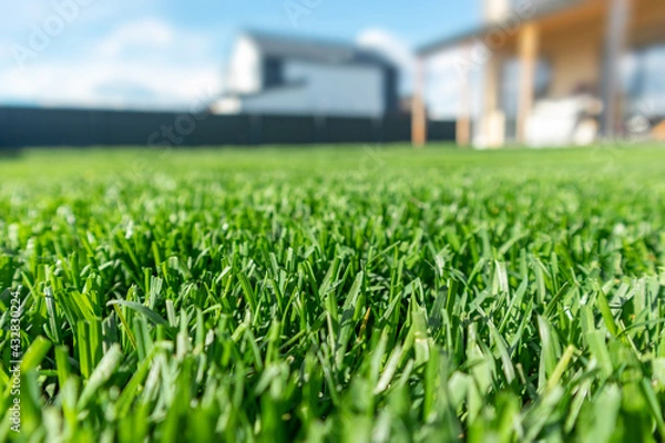 Obraz Close up of green lawn on a sunny day. Blue sky on the background. Selective focus