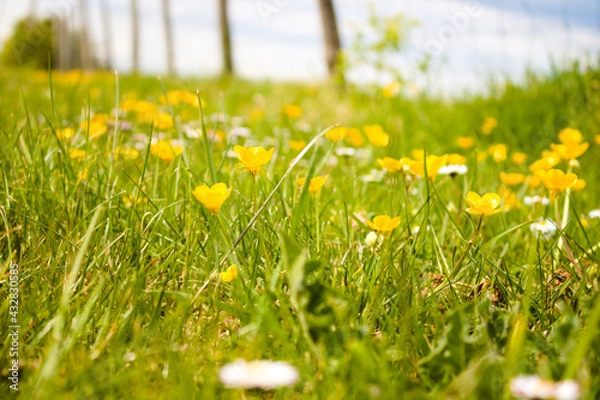Obraz Buttercups and daisies in the field with fencing and sky in the background, close up