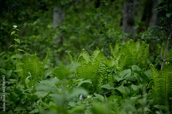Fototapeta Пейзаж