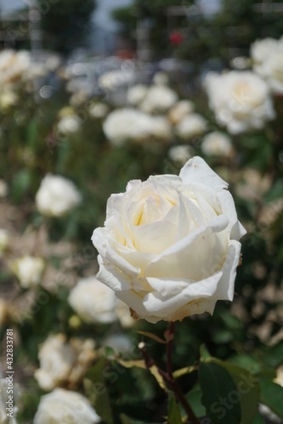 Obraz 五月晴れ、色鮮やかに咲くカラフルな薔薇の花