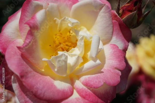 Obraz 五月晴れ、色鮮やかに咲くカラフルな薔薇の花