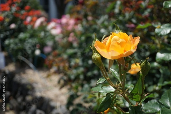 Obraz 五月晴れ、色鮮やかに咲くカラフルな薔薇の花