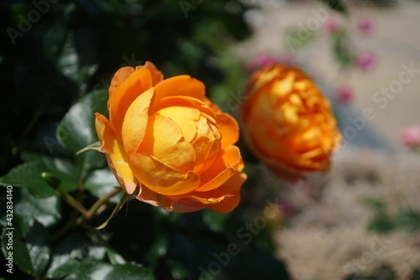 Obraz 五月晴れ、色鮮やかに咲くカラフルな薔薇の花