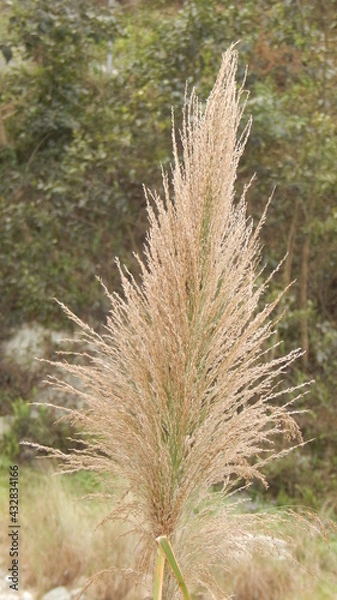 Obraz grass in the wind