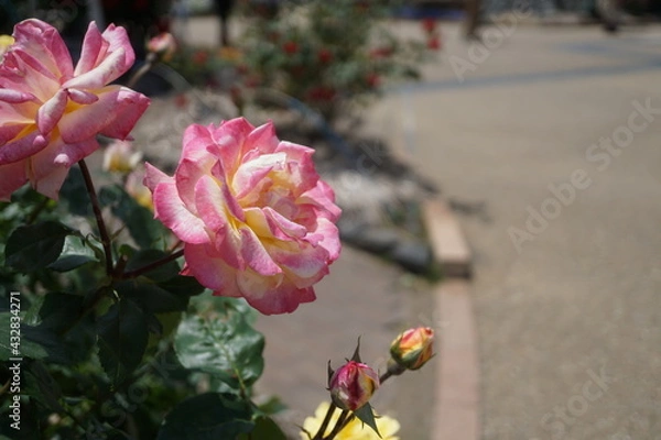 Obraz 五月晴れ、色鮮やかに咲くカラフルな薔薇の花