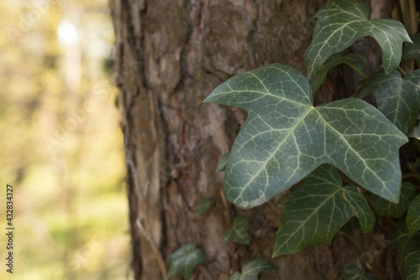 Fototapeta Green ivy leaf on tree