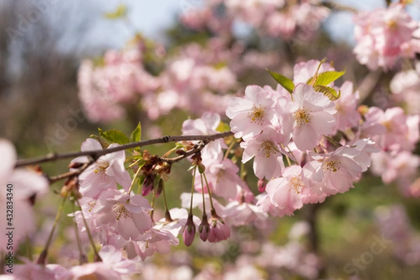 Fototapeta Blooming cherry in the garden, spring flowering trees