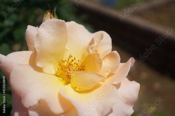 Obraz 五月晴れ、色鮮やかに咲くカラフルな薔薇の花