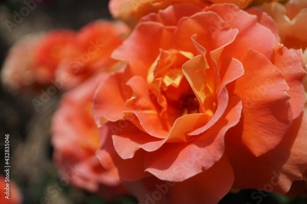 Obraz 五月晴れ、色鮮やかに咲くカラフルな薔薇の花