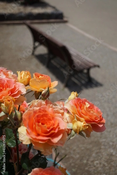 Obraz 五月晴れ、色鮮やかに咲くカラフルな薔薇の花