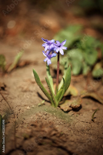 Obraz flower on the ground