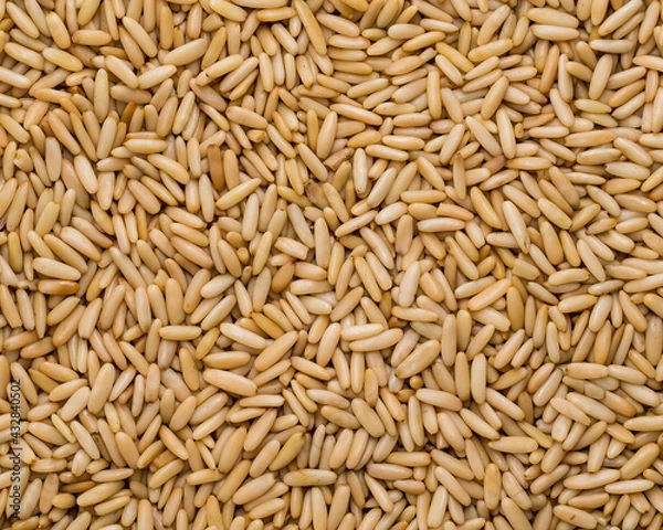 Fototapeta pine nut
