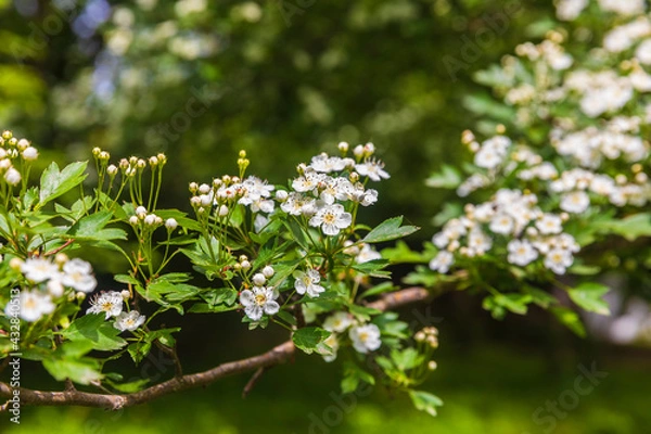 Obraz The bird cherry blossomed in the spring forest