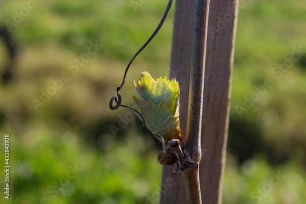 Obraz grapevine sprouting