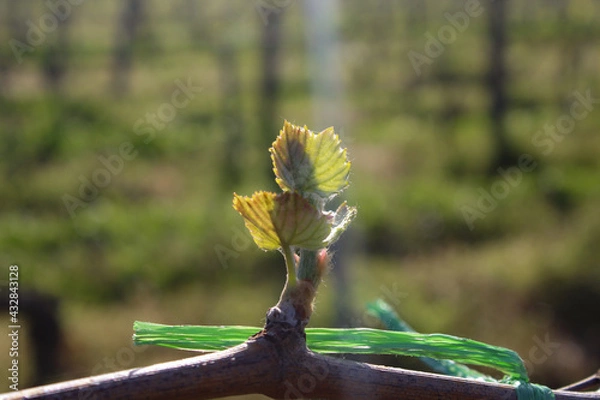 Obraz grapevine sprouting