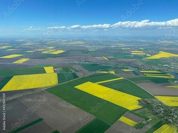Obraz Rapeseed field Aerial View