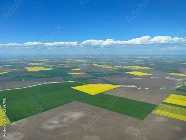 Fototapeta Rapeseed field Aerial View