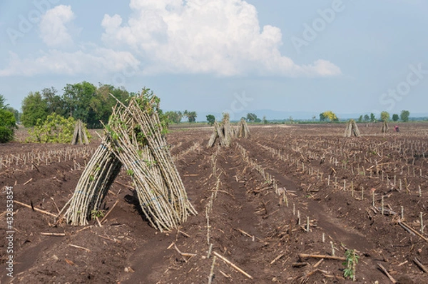 Fototapeta Rows of young cassava plant in farmland. preparing for Cassava field planting. Bunches of breeding sapling of cassava in the plantation.