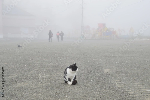 Obraz кот и туман