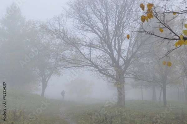 Obraz trees in the fog