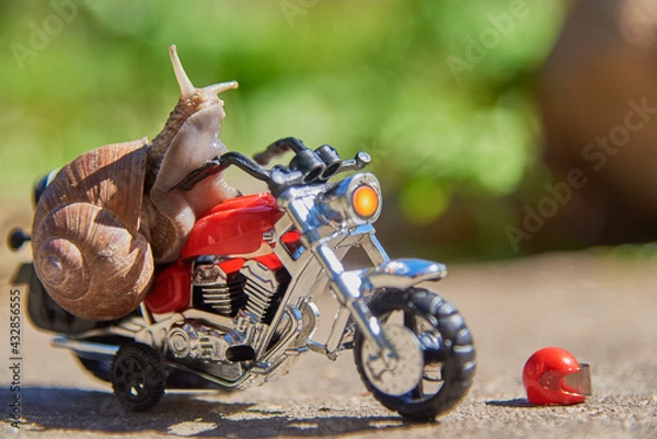 Obraz A series of photos One day in the life of snails.Grape snail on a toy motorcycle.