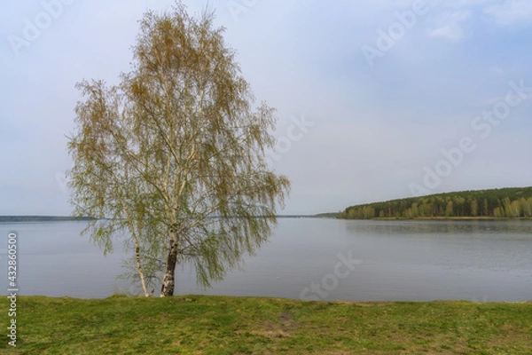 Fototapeta A lonely birch tree with barely blossoming leaves grows alone on the shore of the lake. Young grass has already turned green in the clearing. Transparent fresh air enveloped the ground. 