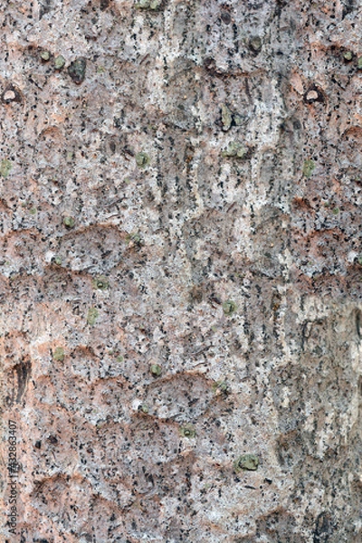 Obraz the rough grey skin of old big tree