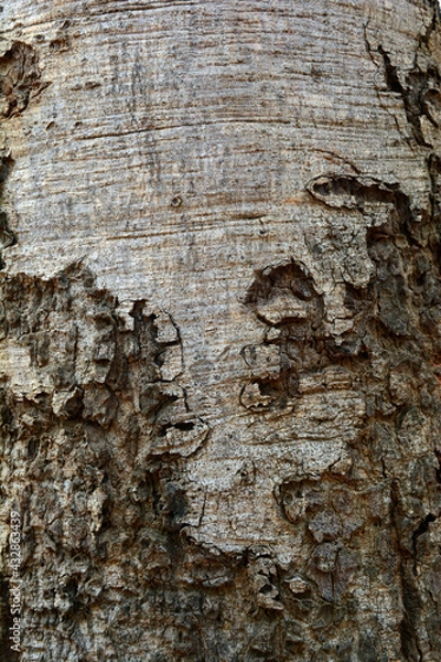 Obraz the rough grey skin of old big tree