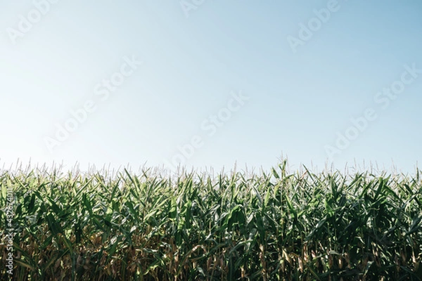 Fototapeta Corn Field ready to be Harvested