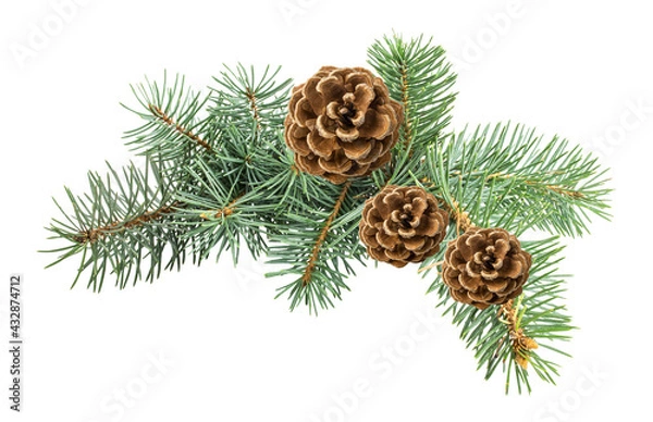 Obraz Pinecone isolated on white background with clipping path