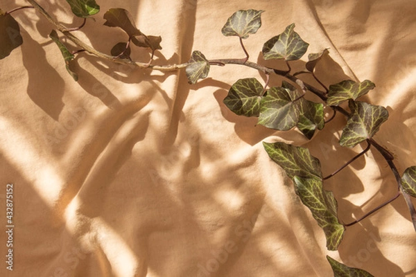 Fototapeta Beige installation - still life for blogger as beige background, modern art. Abstract with weaving ivy. Shadow and light on the folds of the fabric. Copy space, top view, flat lay