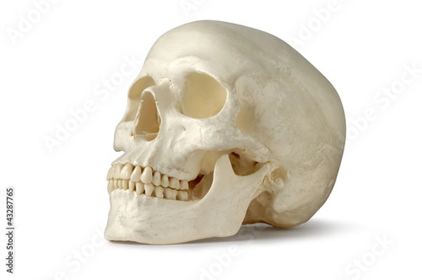 Fototapeta Czaszka, człowiek