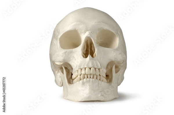Obraz Skull, Human