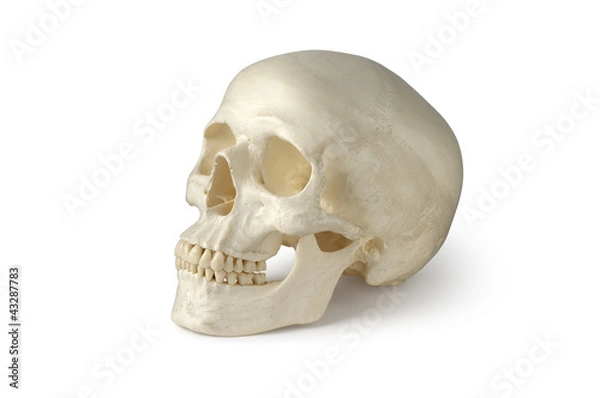 Fototapeta Skull, Human