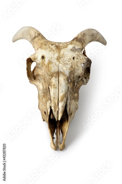 Fototapeta Czaszka, owca