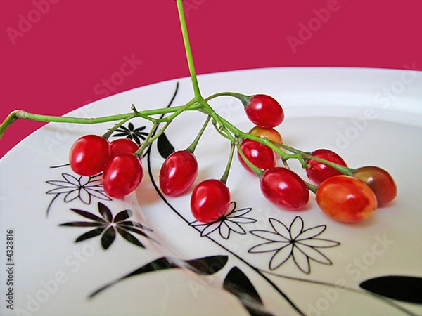 Obraz Poisonous Plate 4