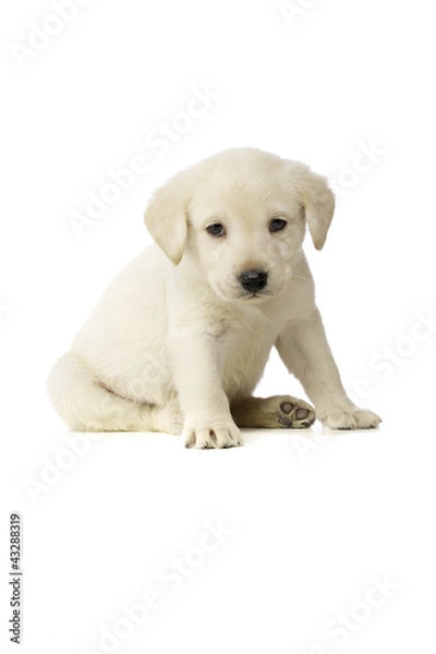 Obraz Golden Labrador Puppy